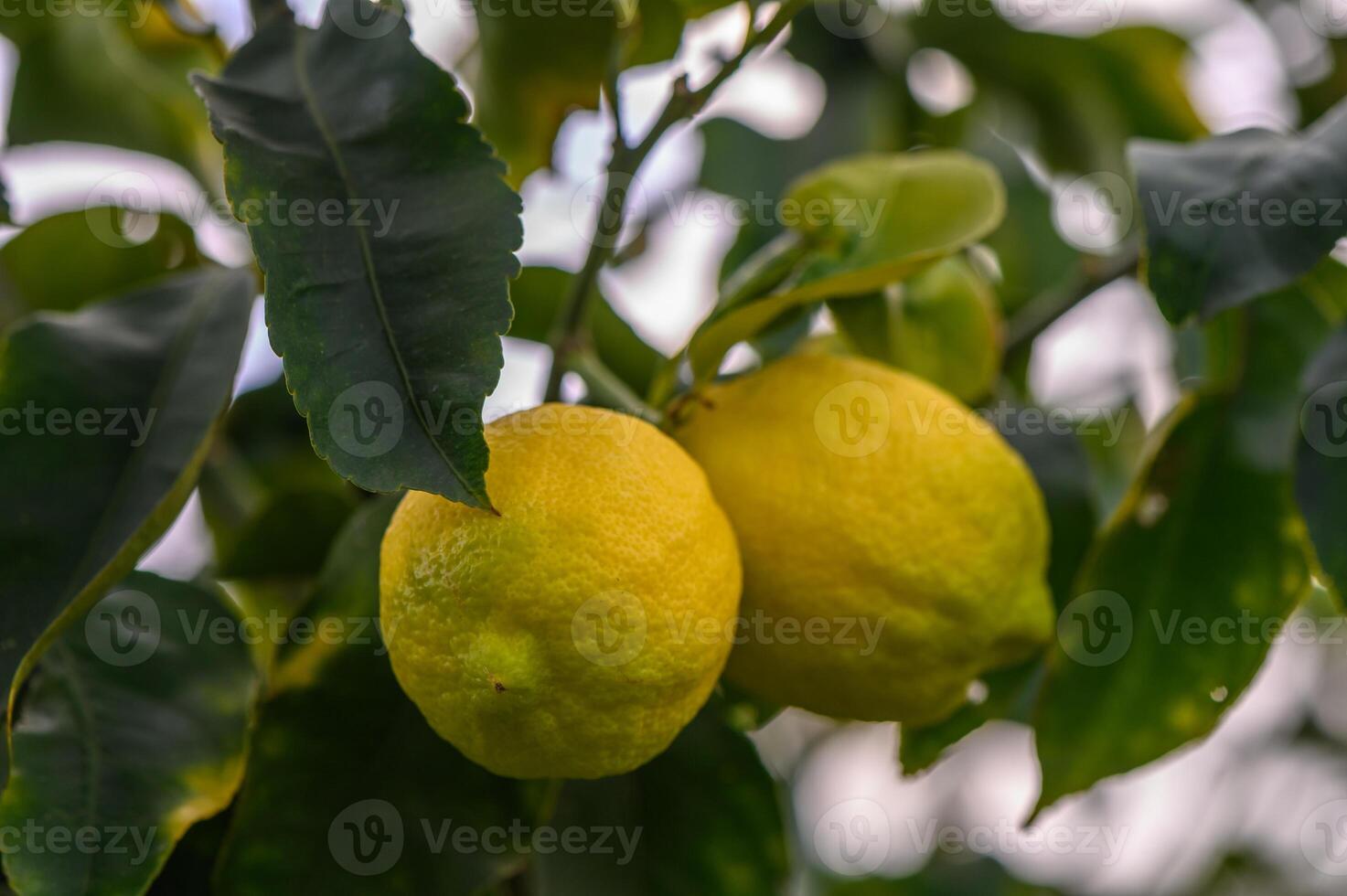 Bunch of Lemon fruit over green natural garden Blur background, Lemon fruit with leaves in blur background.5 photo