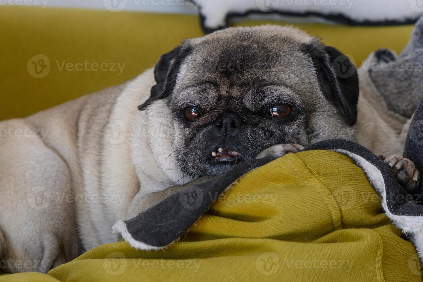 old pug lies on yellow pillows 7 photo