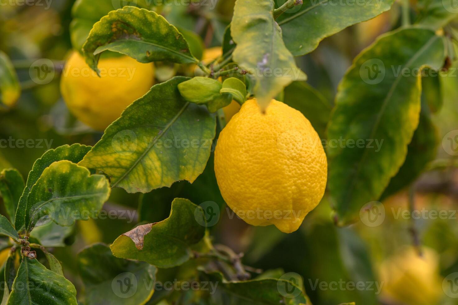 Lemon. Ripe Lemons hanging on tree. Growing Lemon 7 photo