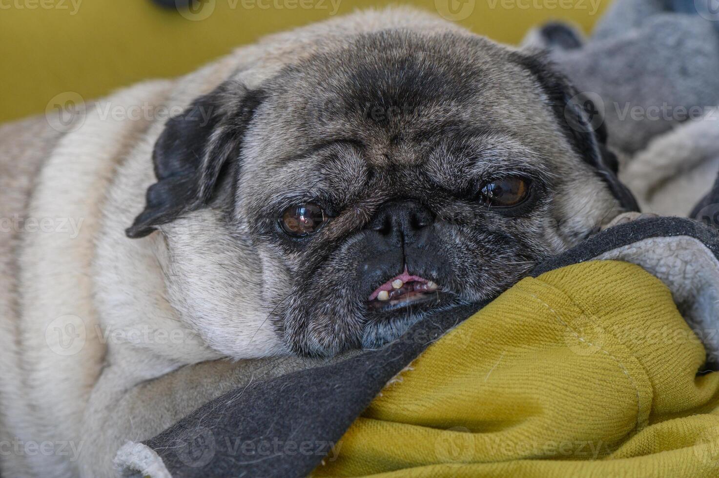 old pug lies on yellow pillows 1 photo