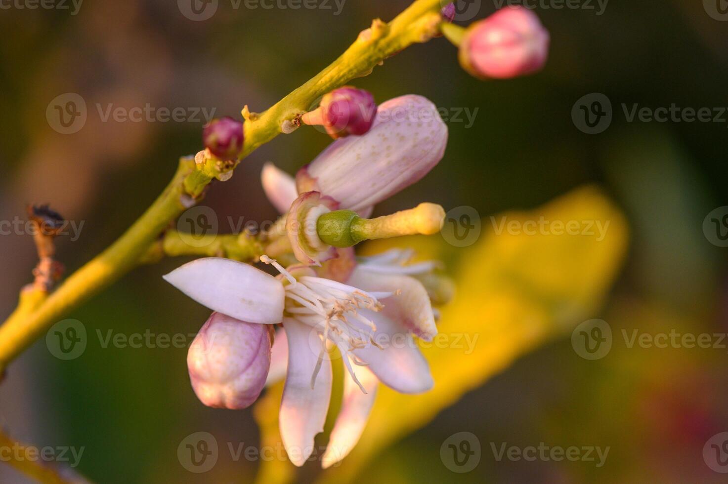 Spring nature background with lovely blooming almonds in pastel banner. Springtime concept photo