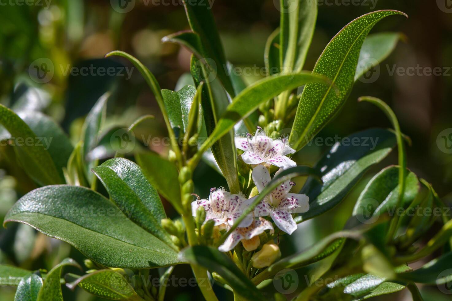 white tropical flowers bloom on the street in cyprus 1 photo