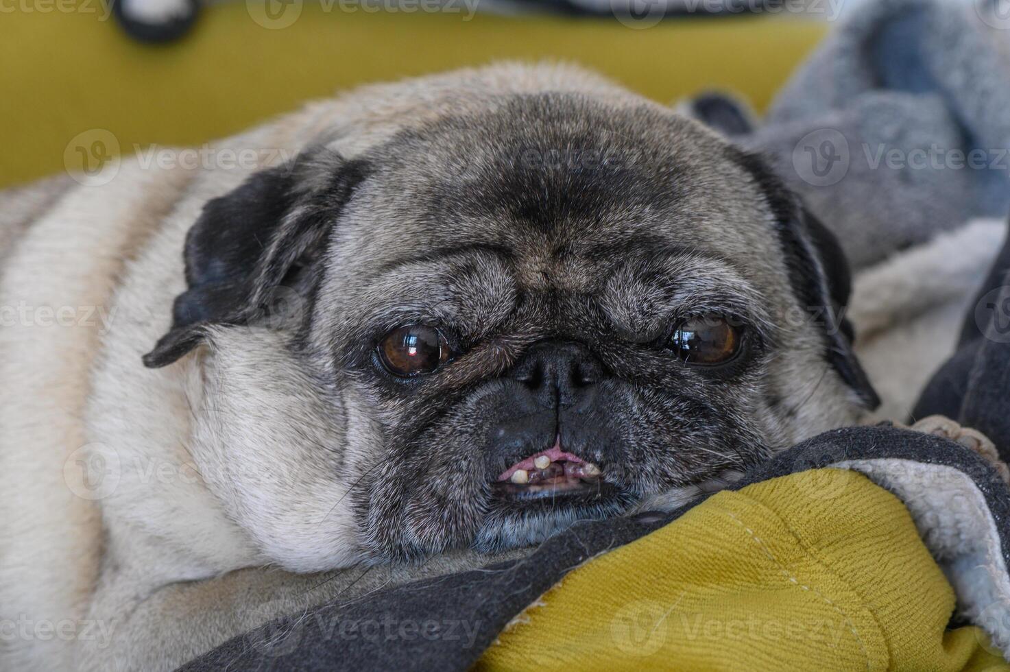 old pug lies on yellow pillows 5 photo