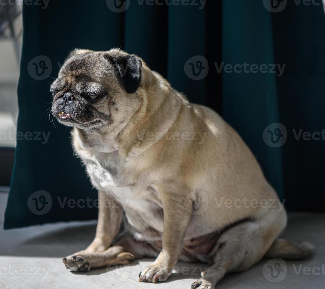 Senior pug resting at home 9 photo