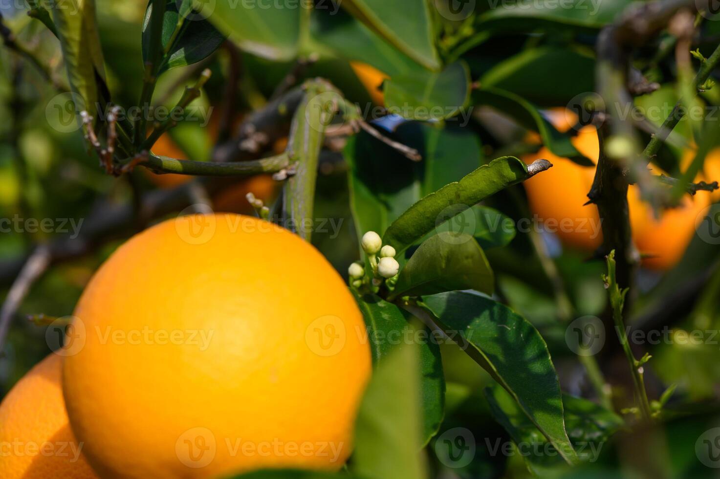 Ripe oranges hanging between the leaves on the branches of the trees of an organic citrus grove, in winter. Traditional agriculture. 9 photo