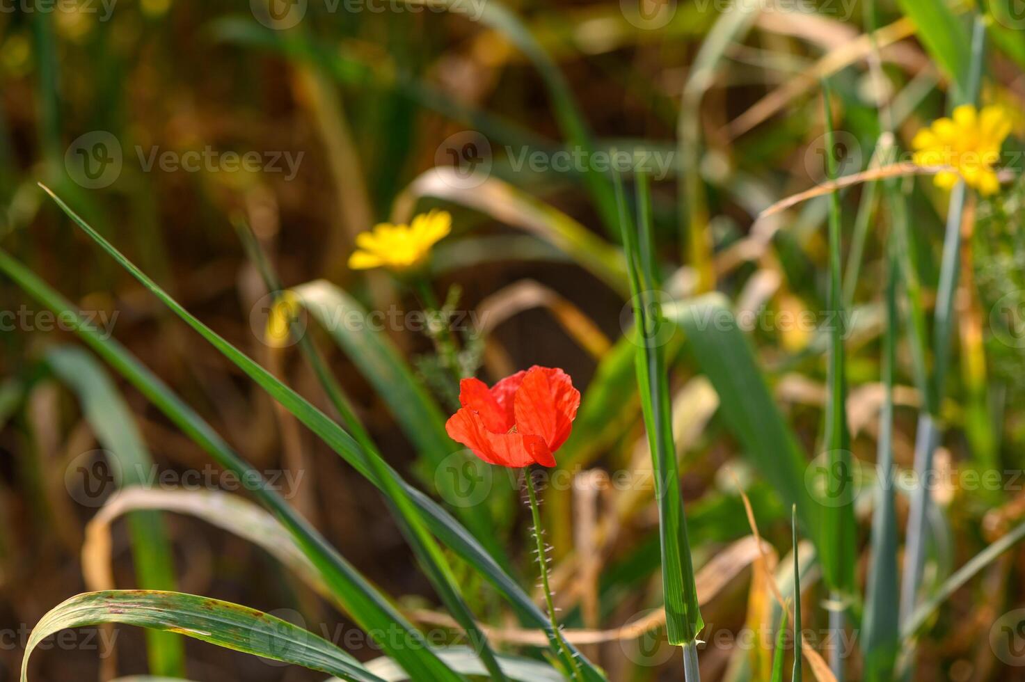 One bright red poppy in the middle of young wheat field with blue sky on a summer day 1 photo