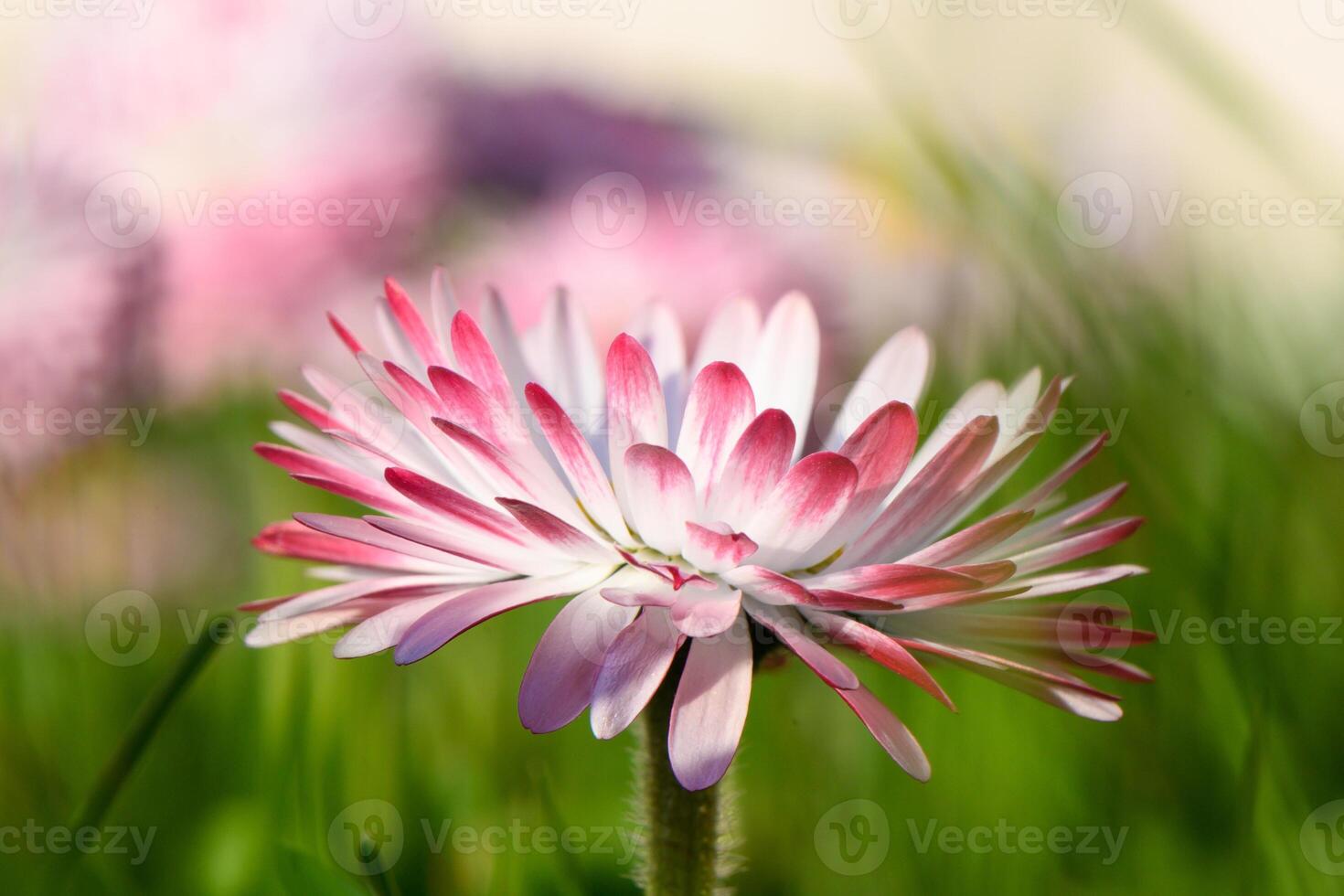 white-pink magarita flower is beautiful and delicate on a blurred grass background 8 photo
