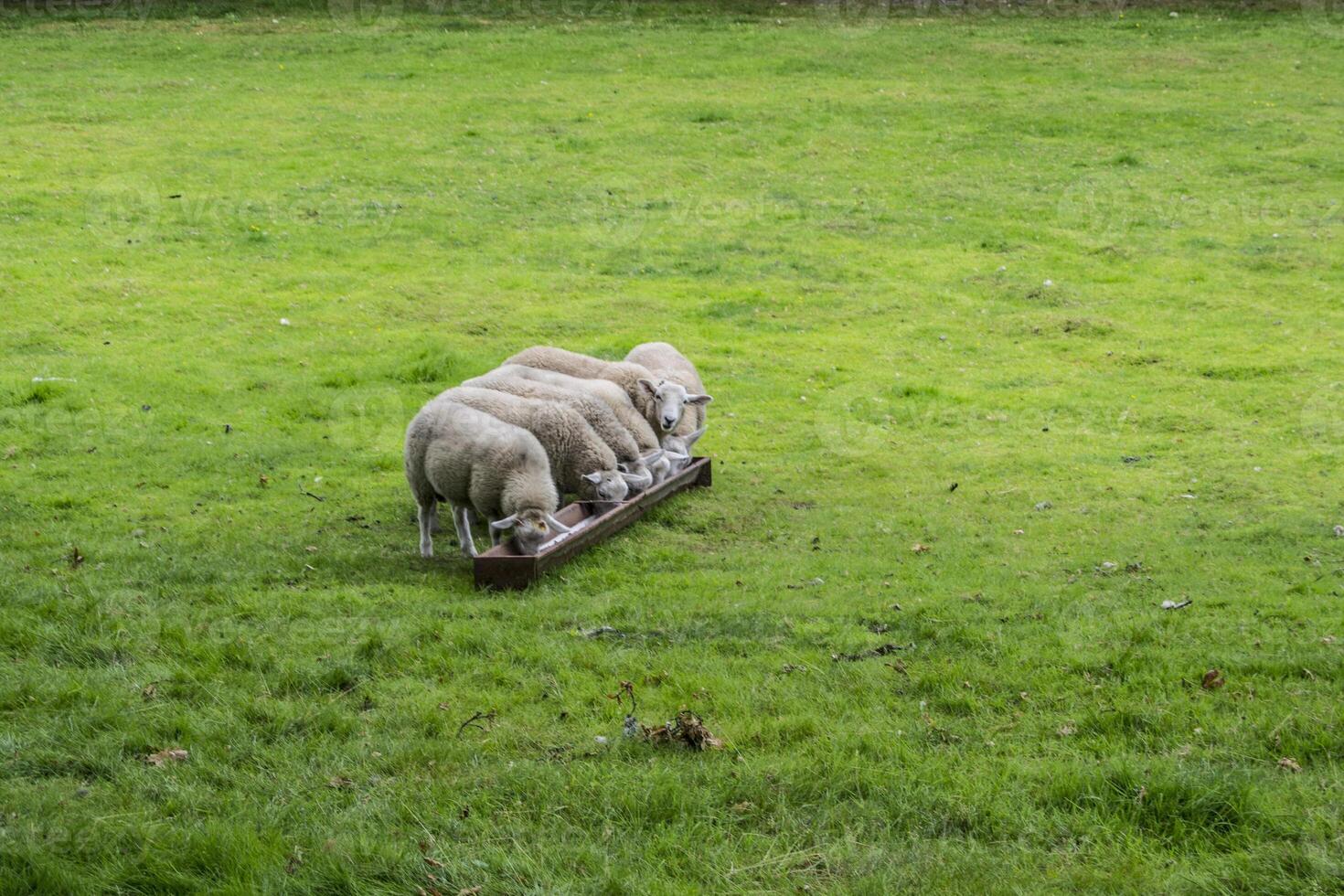 Sheep Eating on a Green Grass photo