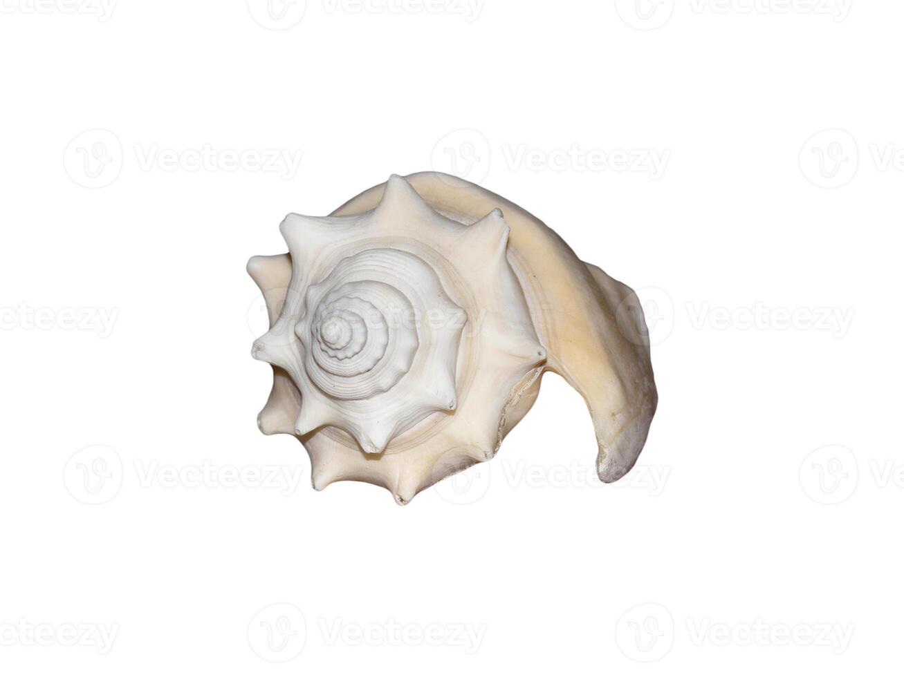 Isolated Light Shell photo