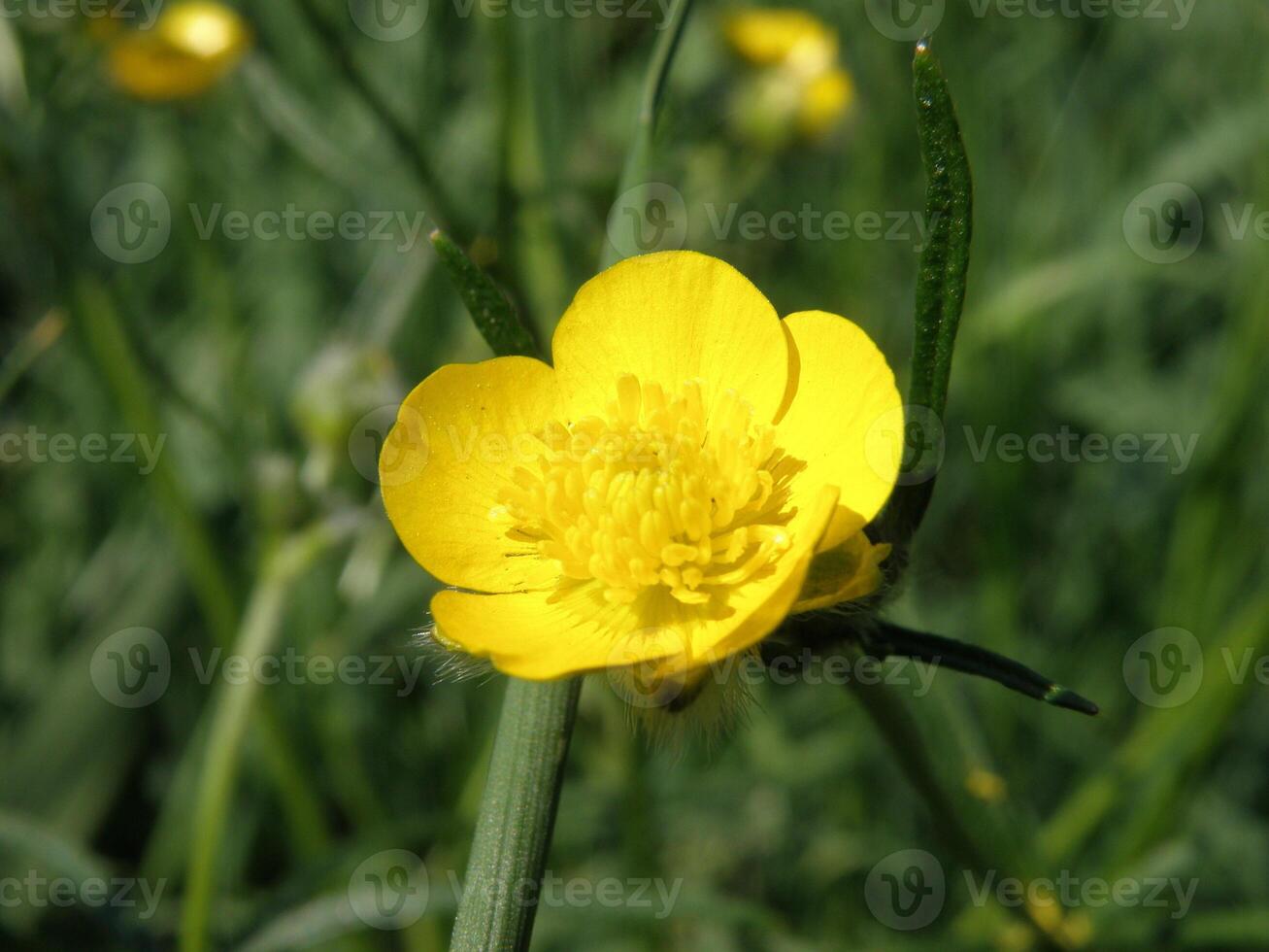Beautiful buttercup flower photo