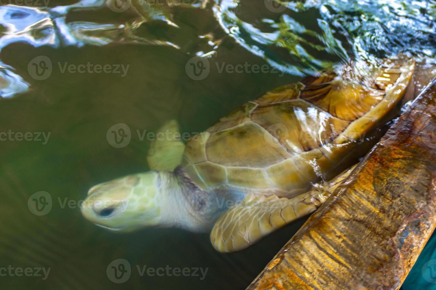 White albino sea turtle hawksbill turtle loggerhead sea turtle swims. photo