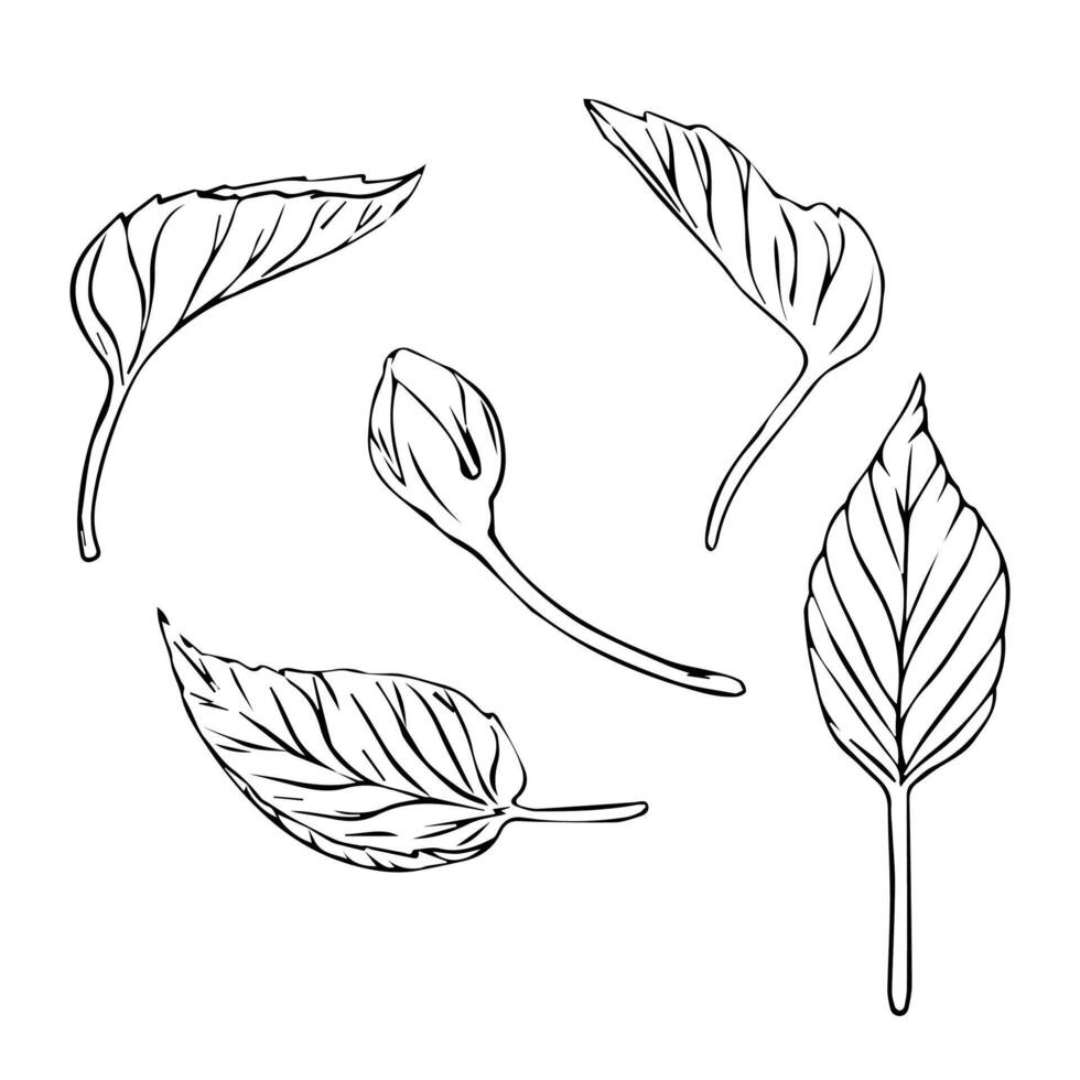 Hand drawn set tree leaves in doodle style painted by black inks. Black line leaf. Sketch outline art illustration for design for greeting cards and invitations of the wedding, birthday vector