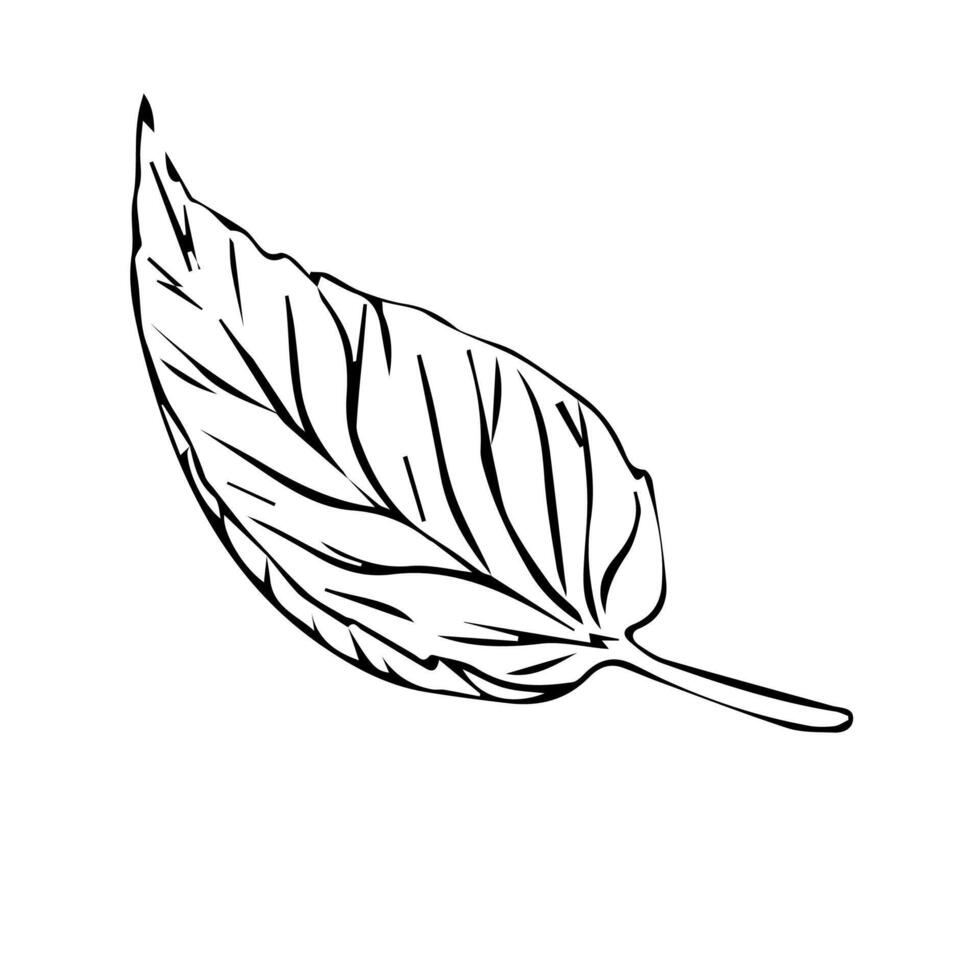 Hand drawn tree leaves in doodle style painted by black inks. vector