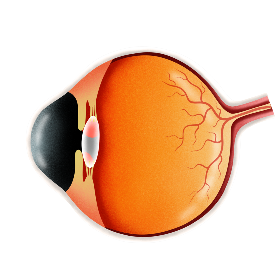 Human eye anatomy illustration by hand drawn png