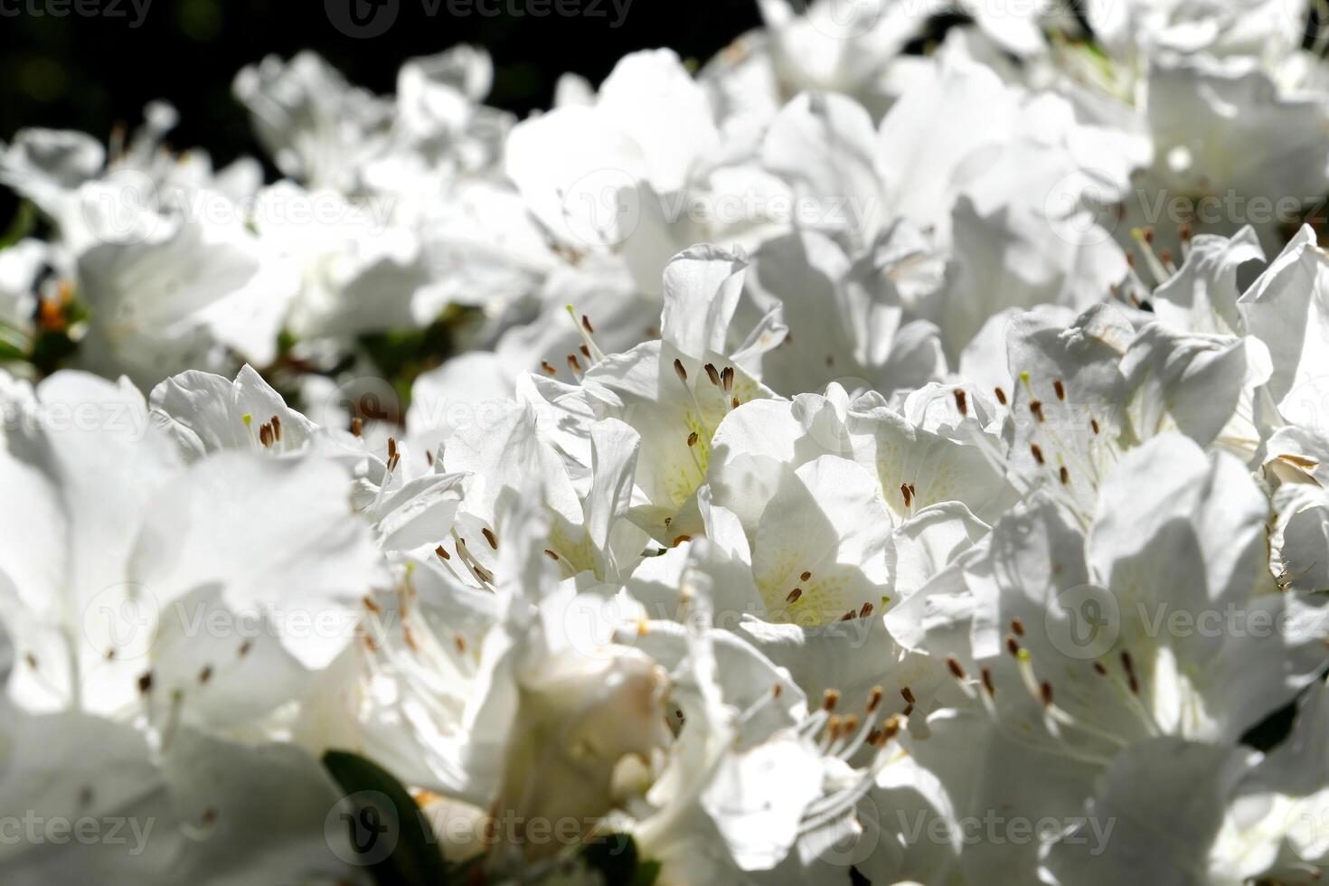 Macro close up on bright white rhododendron blossoms in spring bloom photo