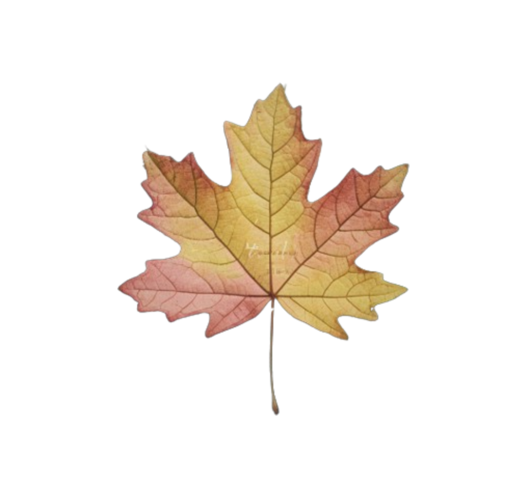 Autumn coloured fall leaf png