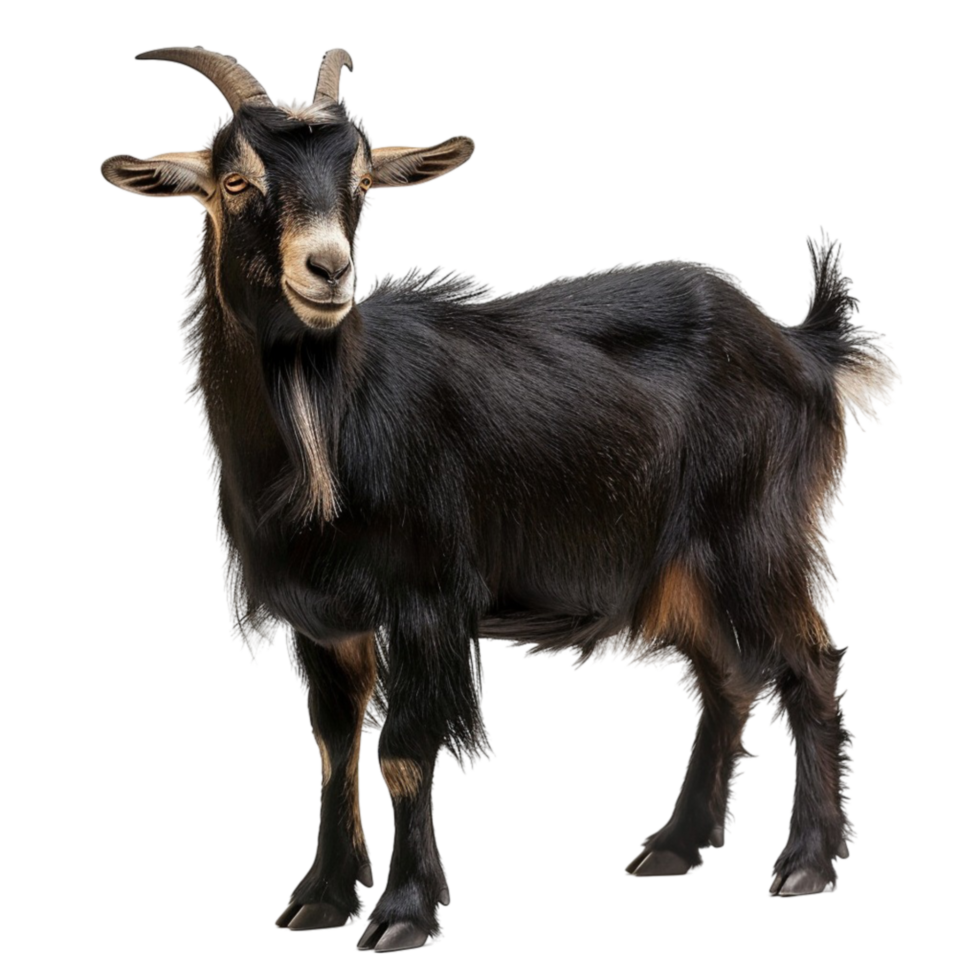 Black goat standing png
