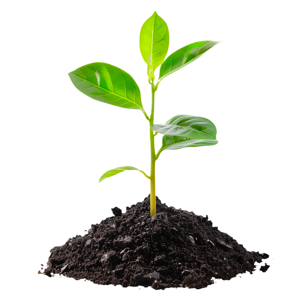 Small Plant Growing from Soil Isolated on Transparent Background png