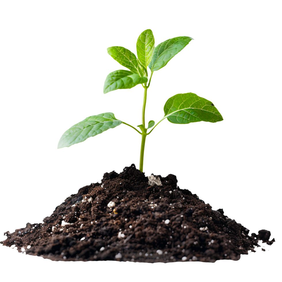 Small Plant Growing from Soil Isolated on Transparent Background png