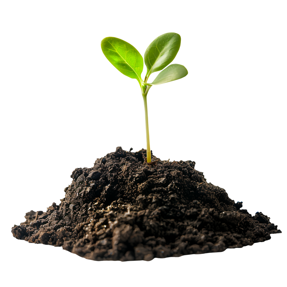 Small Plant Growing from Soil Isolated on Transparent Background png