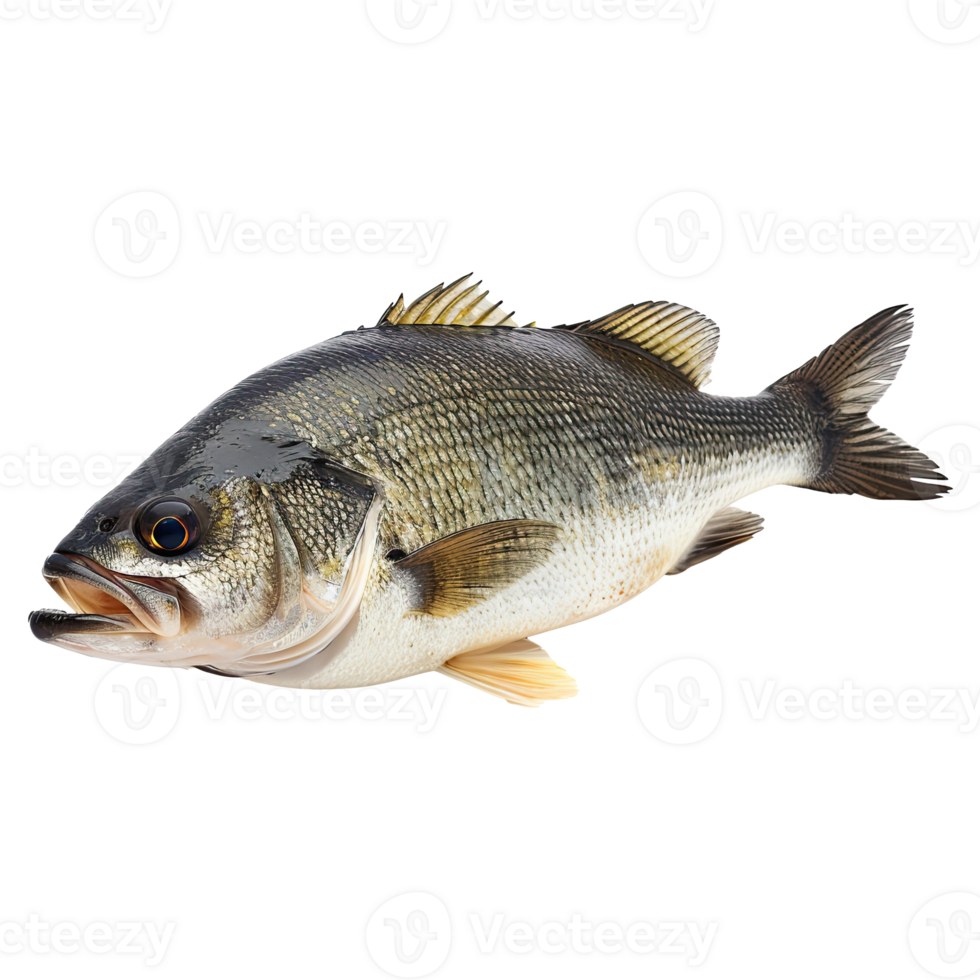 fish on transparent background png