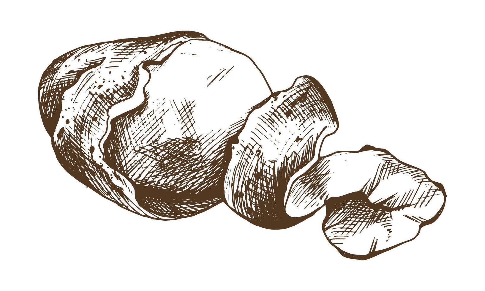 White potatoes in brown skins, half peeled with a spiral of peelings. Graphic illustration hand drawn in brown ink line art on the theme of harvest, cooking, food, vegetable. Element EPS vector