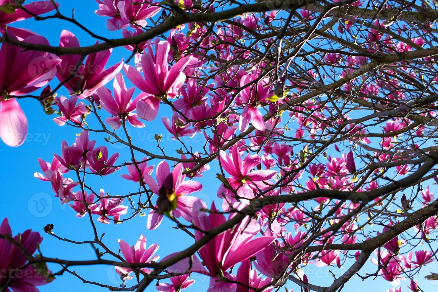 An incredibly beautiful pink flowering magnolia tree. Magnolia flowers on the petals of which water is reflected in the spring season photo