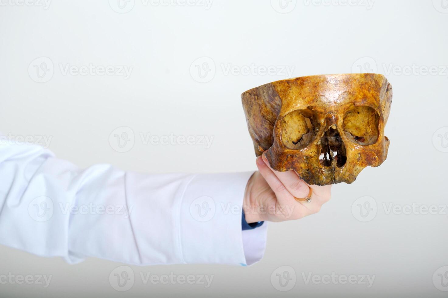 in the hand of a doctor real skull of adult on white background medicine science study of structure of human body in medical university biology lesson changes in skull in process of evolution photo