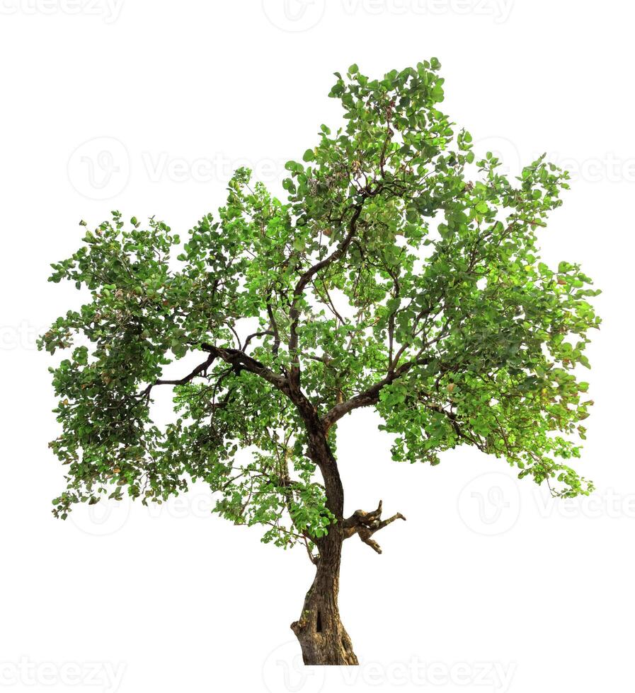 Isolated Green Tree on White Background photo