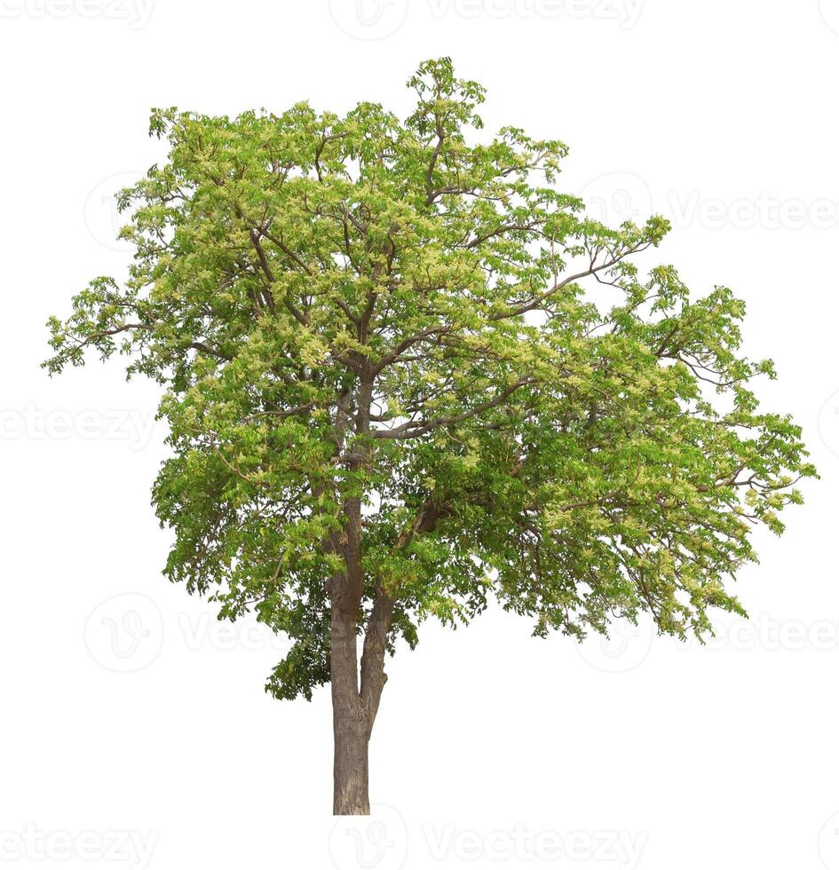 Lush Green Tree Isolated on White photo