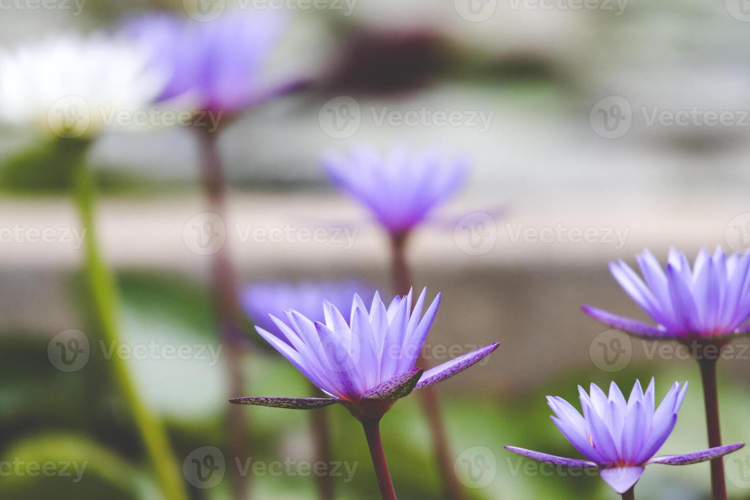 Blooming Purple Water Lilies photo
