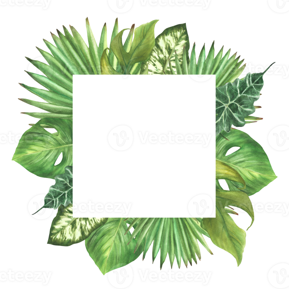 Tropical green leaves square frame, exotic home plant, Monstera palm, creeper. Variety of leaf types. Botanical jungle clipart for card. Watercolor hand drawn illustration. Isolated background. png
