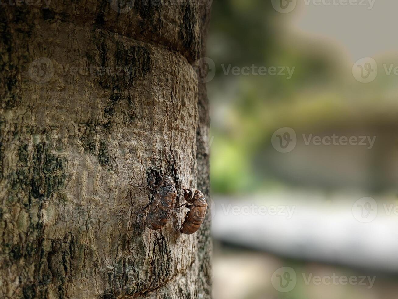 cicada shell attached to a tree trunk. Bug insect shell photo