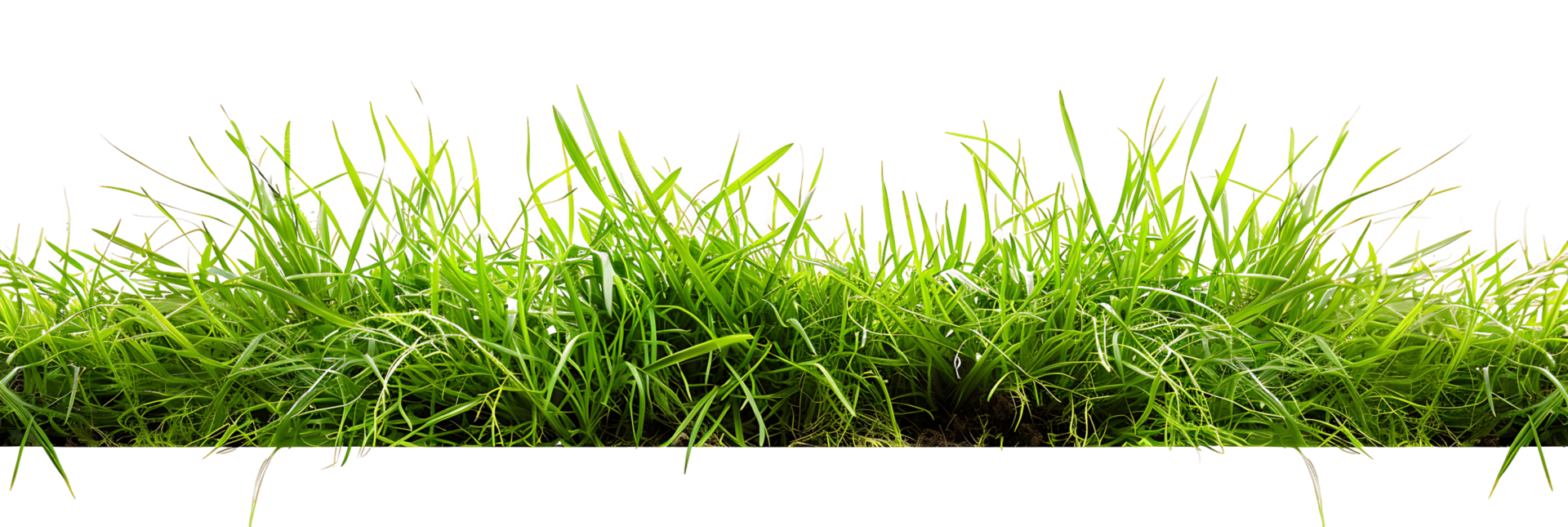 Clear Background Verdant Grass Isolation png