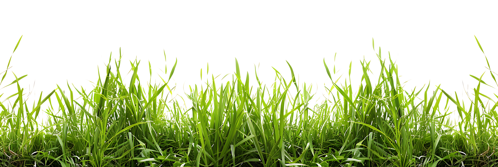 Green Grass on Transparent Isolated Image png