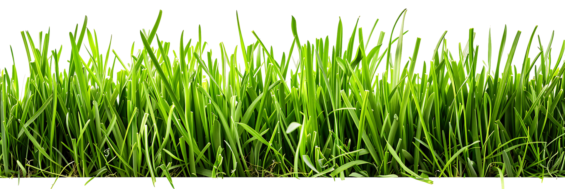 Isolated Green Grass Transparent Background png