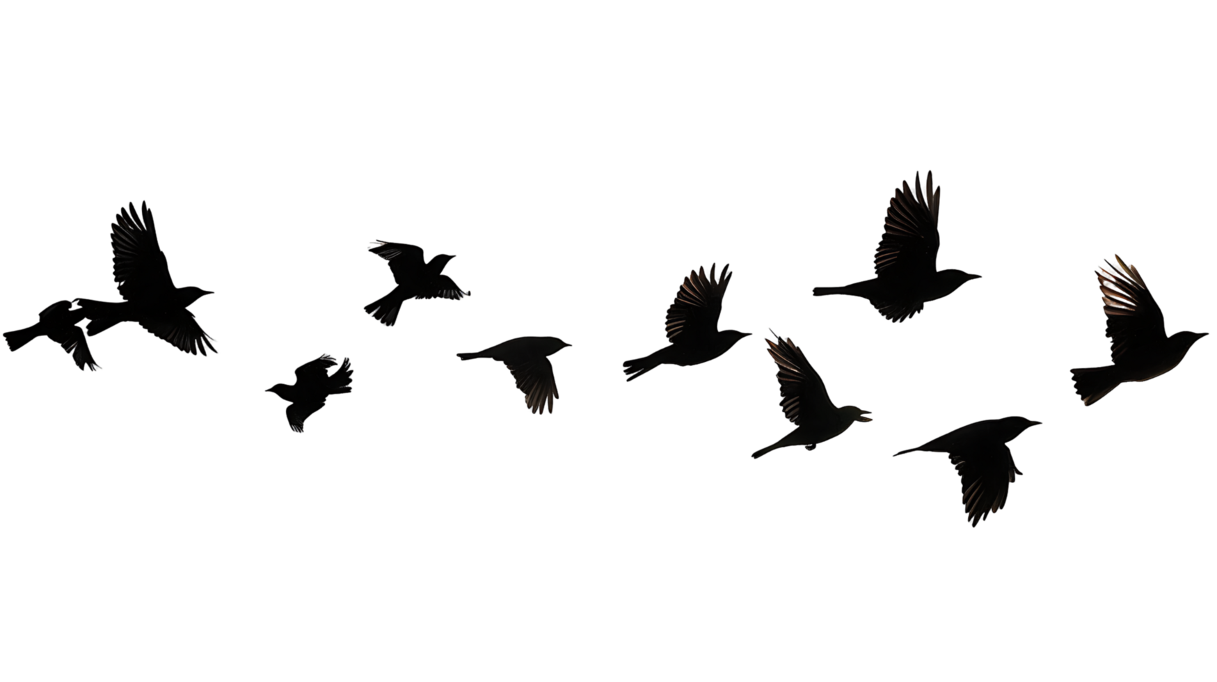 trasparente gregge di uccelli solitudine png