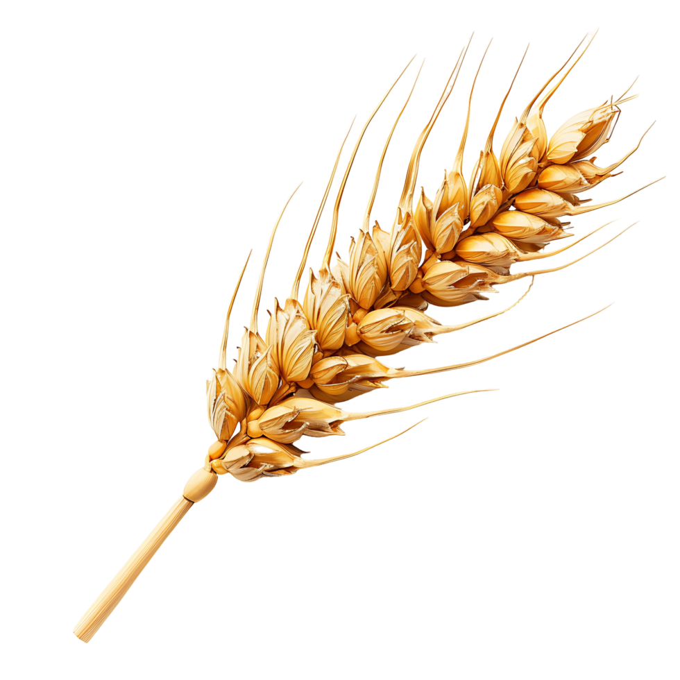 Clear Background Isolated Wheat Ears png