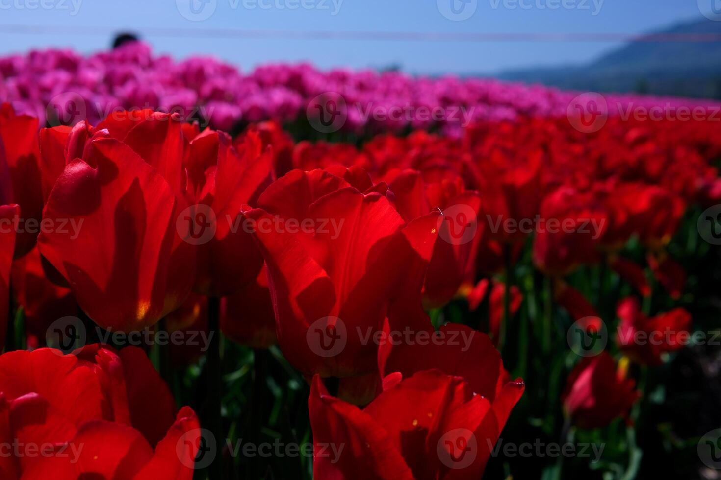 A field of vibrant, red tulips blooms in springtime. photo