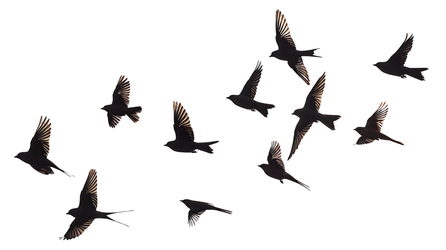 Transparent Cutout of Flock of Birds png