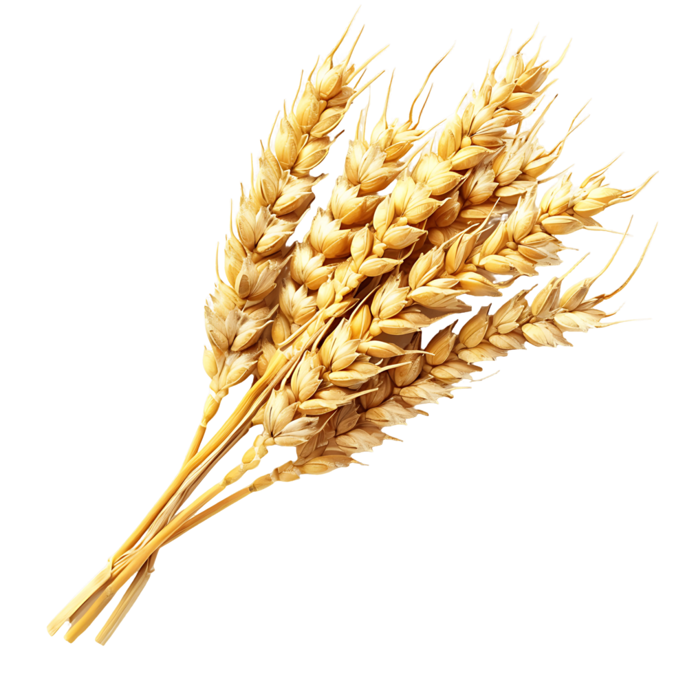 Wheat Ears Cutout Transparent Background png