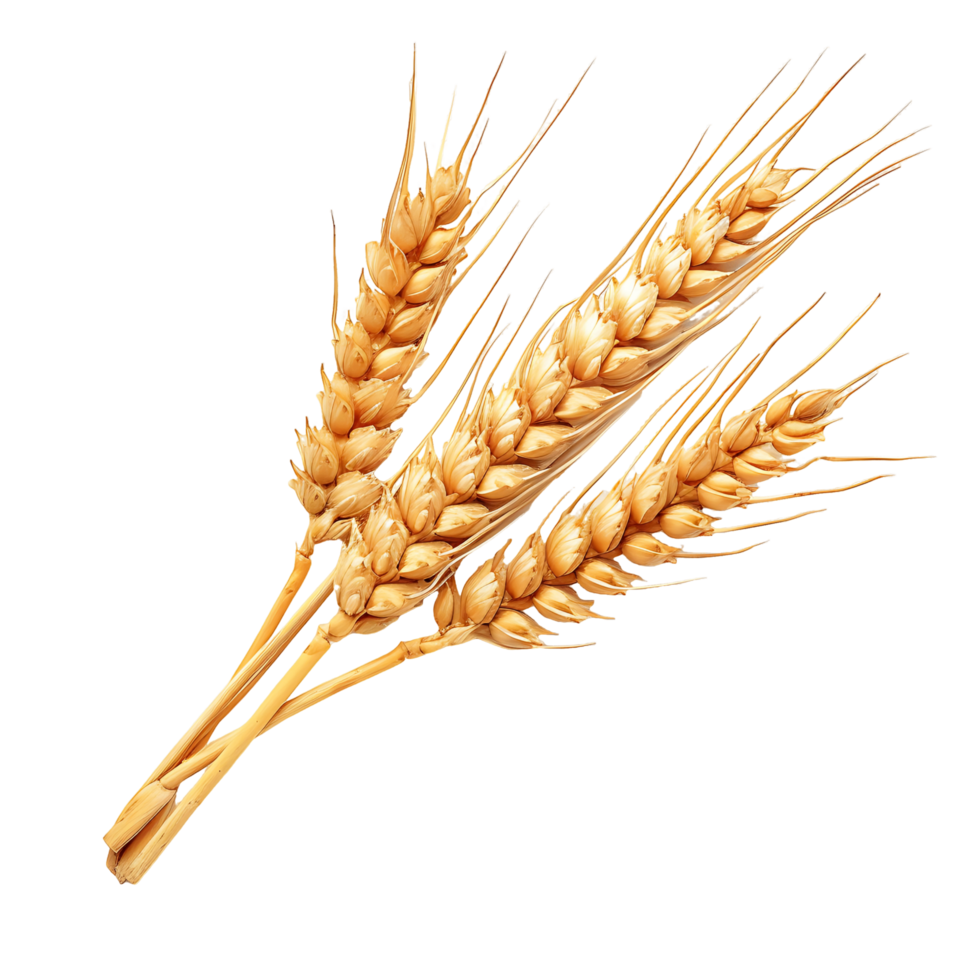 Wheat Ears Isolation Clear Background png