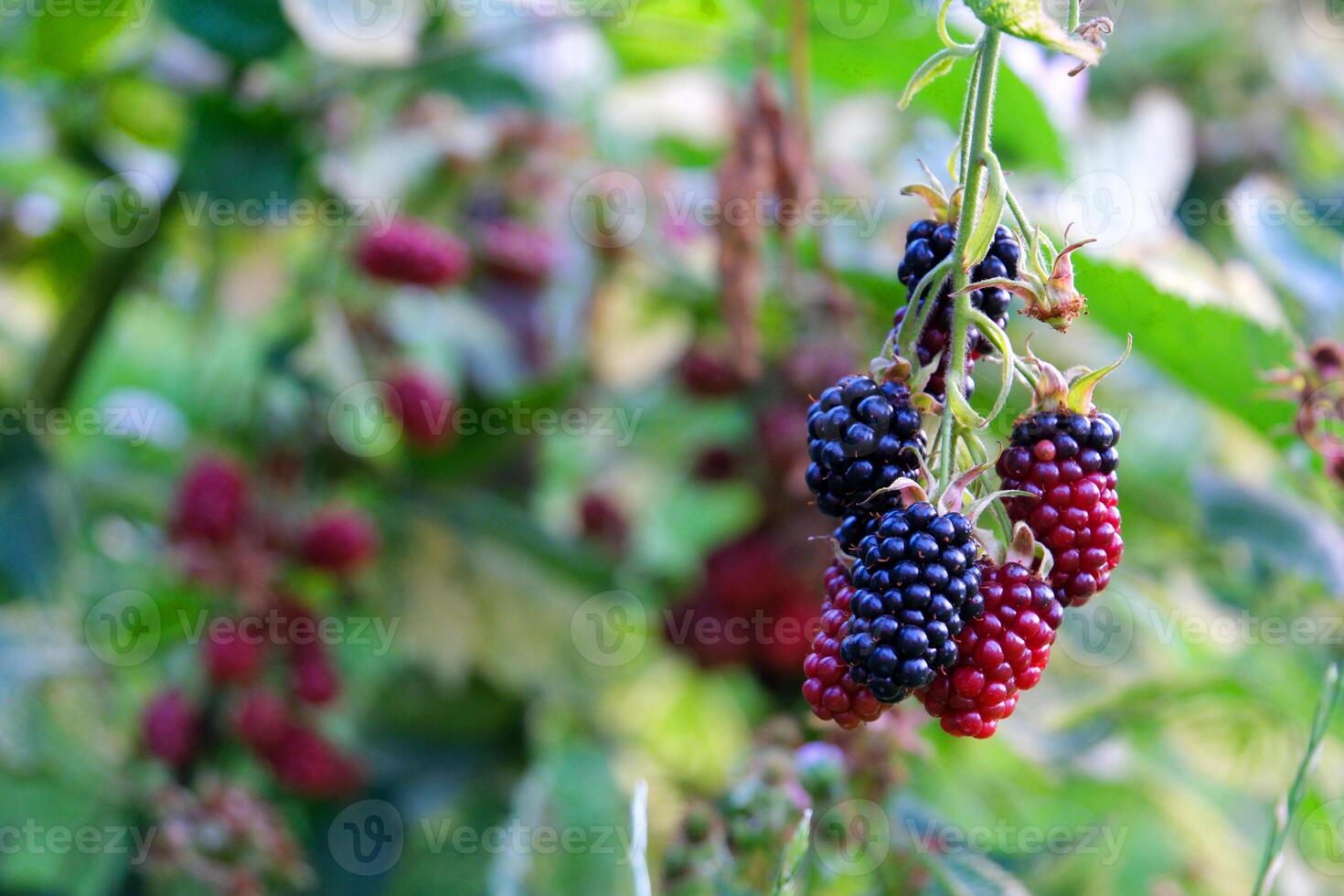 Branches with blackberries on bush in garden photo