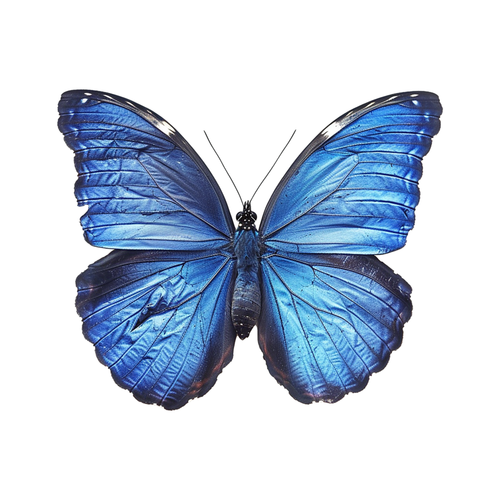 Blue butterfly isolated on transparent background png
