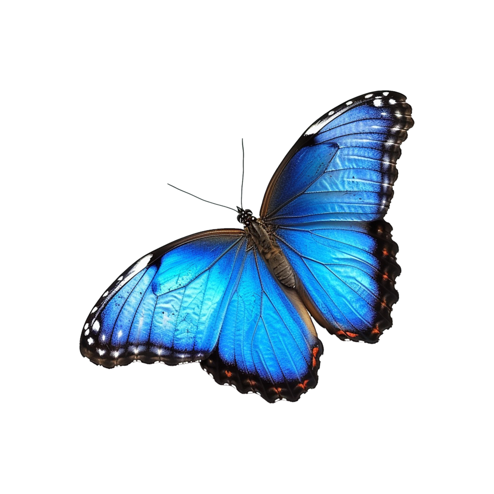 Blue butterfly isolated on transparent background png