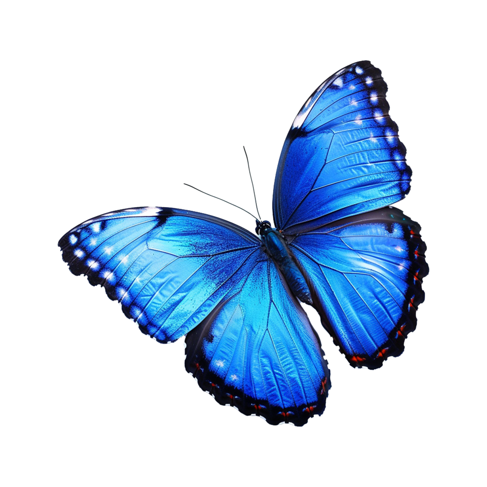 Blue butterfly isolated on transparent background png