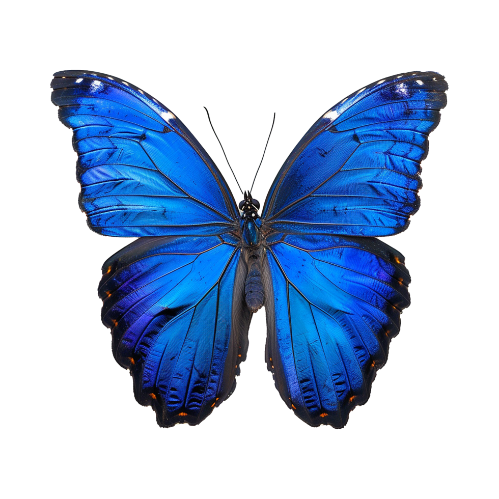 Blue butterfly isolated on transparent background png
