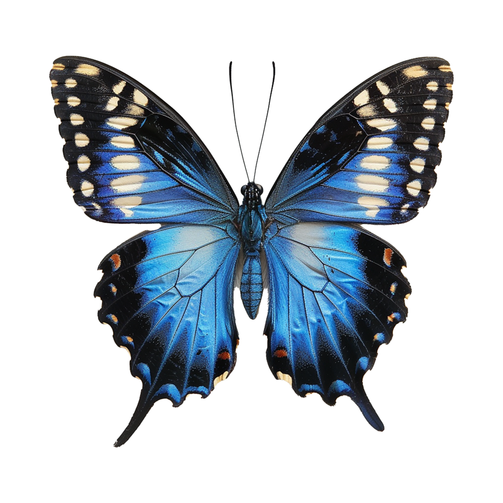Blue butterfly isolated on transparent background png