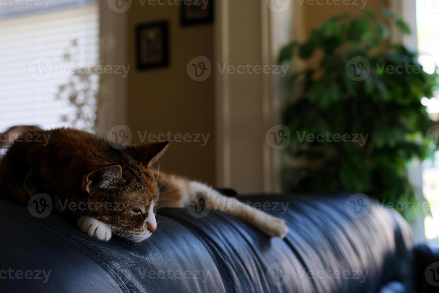 Graceful old cat on the sofa at home photo