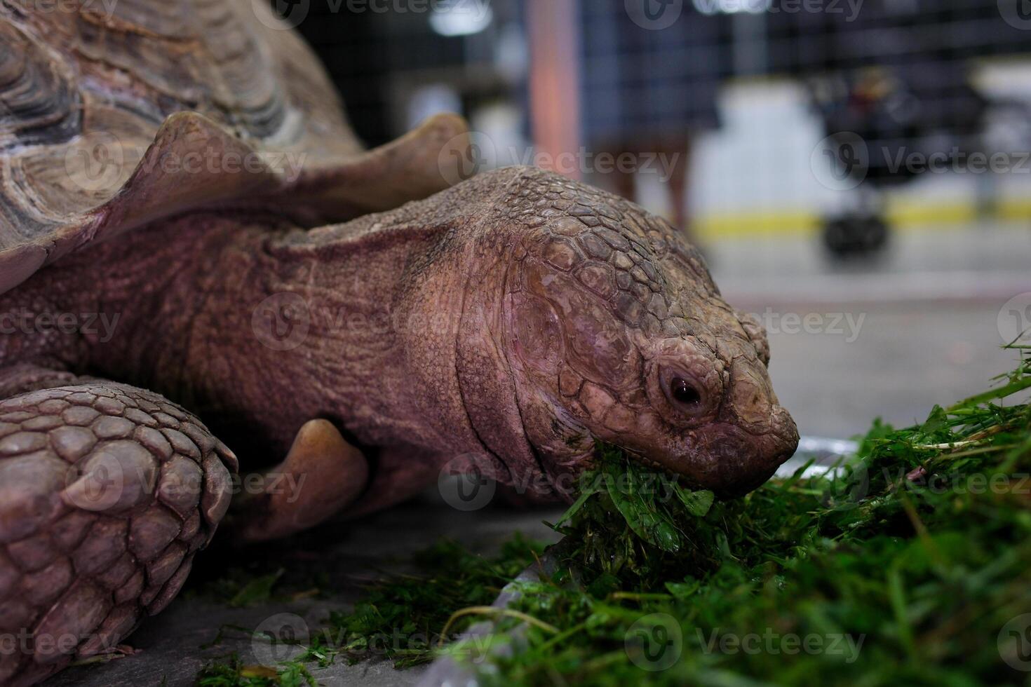 A spur-bearing turtle Latin Centrochelys sulcata with a beautiful shell pattern standing on green grass on a clear sunny day. Animals mammals reptiles zoos. photo